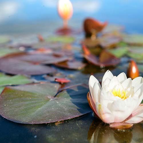 productos de fitoterapia en Castro Urdiales